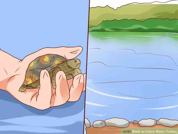 Image intitulée Attraper des Tortues d